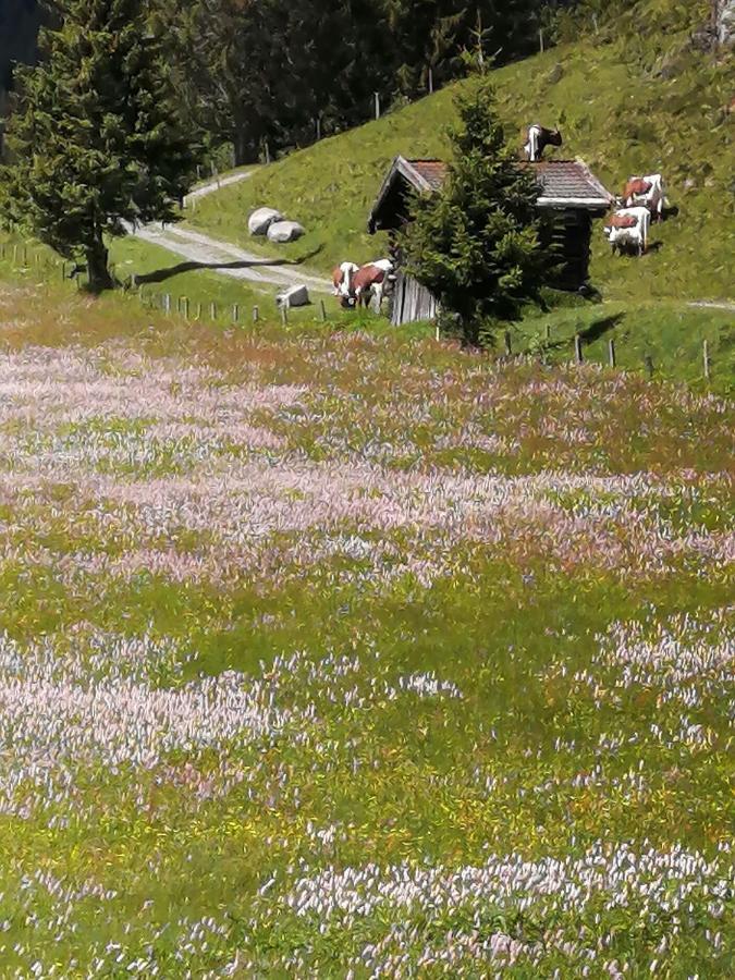 Haus Jessica Incl National Park Sommercard Mittersill Exterior foto